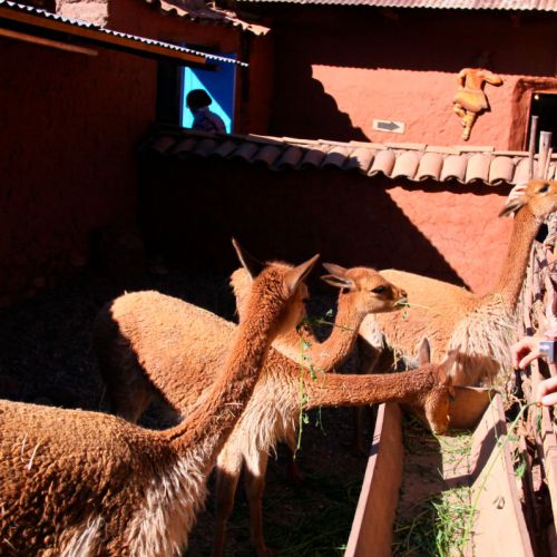Bus Turístico Rutal del Sol Cusco Puno